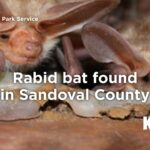 Silent Fangs: New Mexico Grapples With Ninth Rabies Case Amid Broader Public Health Questions Silent Fangs: New Mexico Grapples With Ninth Rabies Case Amid Broader Public Health Questions