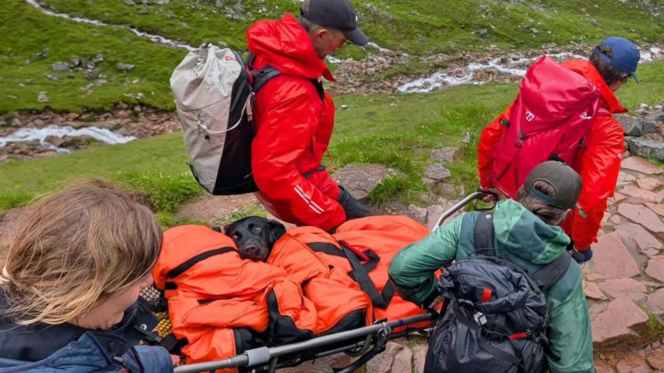 Peak High Drama: Labrador’s Unlikely Odyssey on UK’s Tallest Summit Raises Eyebrows, Questions