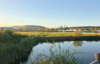 Sanctuary’s Quiet Battle: BC Wetland Becomes Ground Zero for Canada’s Green Ambitions