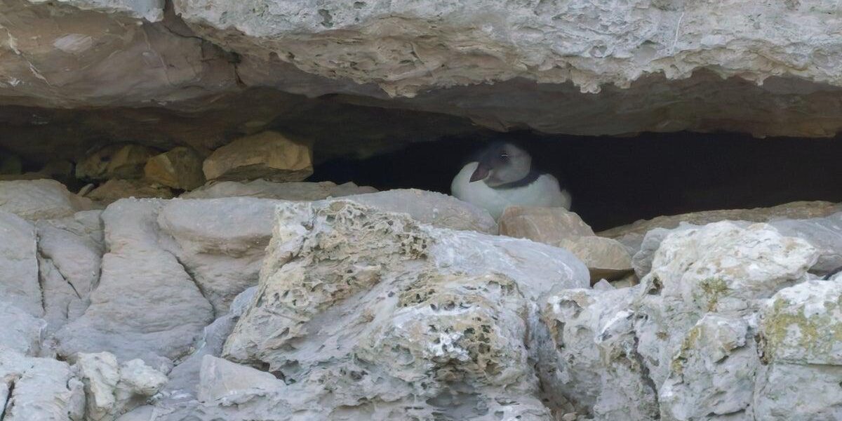 Dorset Puffin Colony Welcomes First Chick in Decades