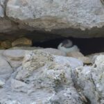 Dorset Puffin Colony Welcomes First Chick in Decades Dorset Puffin Colony Welcomes First Chick in Decades
