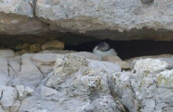 Dorset Puffin Colony Welcomes First Chick in Decades