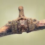 The Silent Scourge: When Tiny Wings Unravel Washington’s Orchards