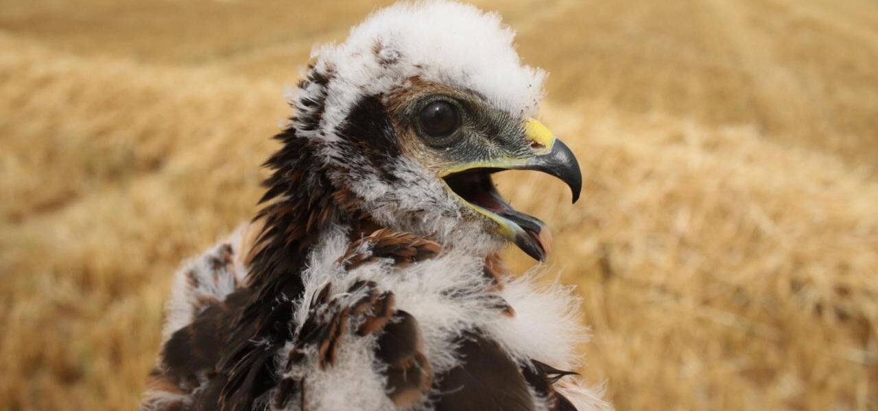 UK’s Rarest Bird of Prey, Montagu Harrier, Nests Successfully for Second Year UK’s Rarest Bird of Prey, Montagu Harrier, Nests Successfully for Second Year