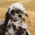 UK’s Rarest Bird of Prey, Montagu Harrier, Nests Successfully for Second Year