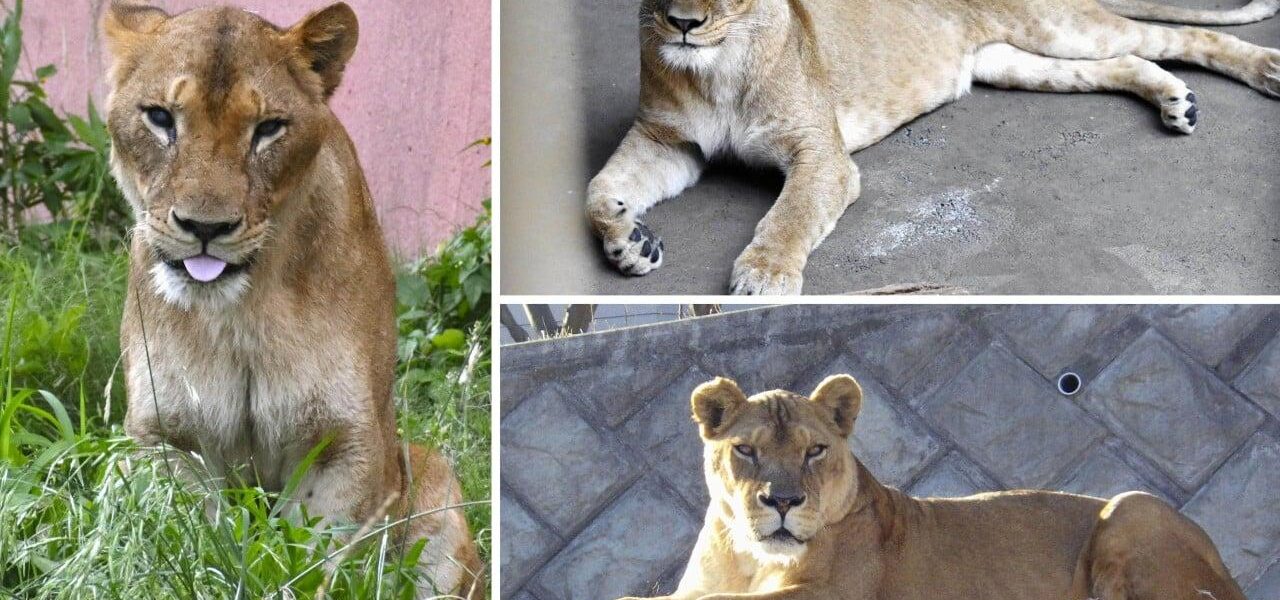 Three Lions Die of Suspected Heatstroke at Tokyo Zoo Amid Record Heat Three Lions Die of Suspected Heatstroke at Tokyo Zoo Amid Record Heat