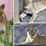 Three Lions Die of Suspected Heatstroke at Tokyo Zoo Amid Record Heat