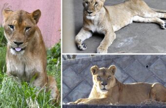 Three Lions Die of Suspected Heatstroke at Tokyo Zoo Amid Record Heat Three Lions Die of Suspected Heatstroke at Tokyo Zoo Amid Record Heat