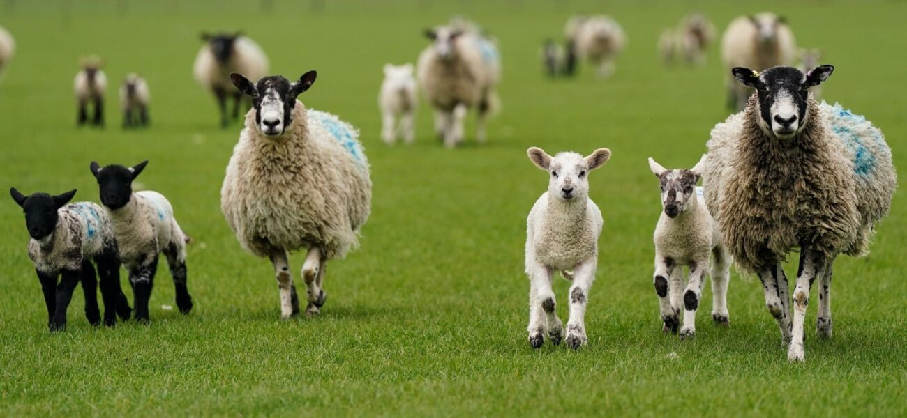 Deadly Bluetongue Virus Strikes Third Scottish Farm Deadly Bluetongue Virus Strikes Third Scottish Farm