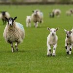 Deadly Bluetongue Virus Strikes Third Scottish Farm Deadly Bluetongue Virus Strikes Third Scottish Farm