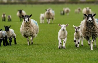 Deadly Bluetongue Virus Strikes Third Scottish Farm