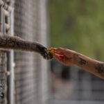Gibbon Conservation Center: 50 Years of Protecting Endangered Gibbons