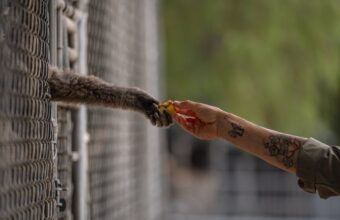 Gibbon Conservation Center: 50 Years of Protecting Endangered Gibbons