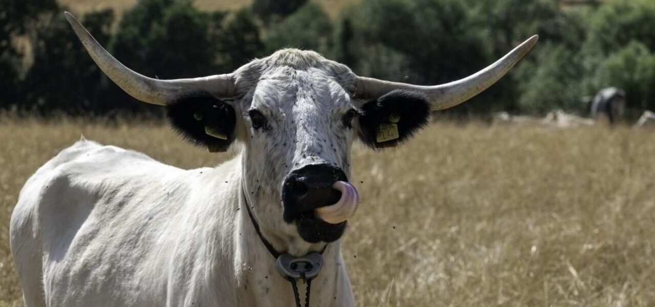 White Park Cattle Introduced to Castle Howard Estate for Rewilding Initiative White Park Cattle Introduced to Castle Howard Estate for Rewilding Initiative
