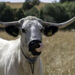 White Park Cattle Introduced to Castle Howard Estate for Rewilding Initiative White Park Cattle Introduced to Castle Howard Estate for Rewilding Initiative
