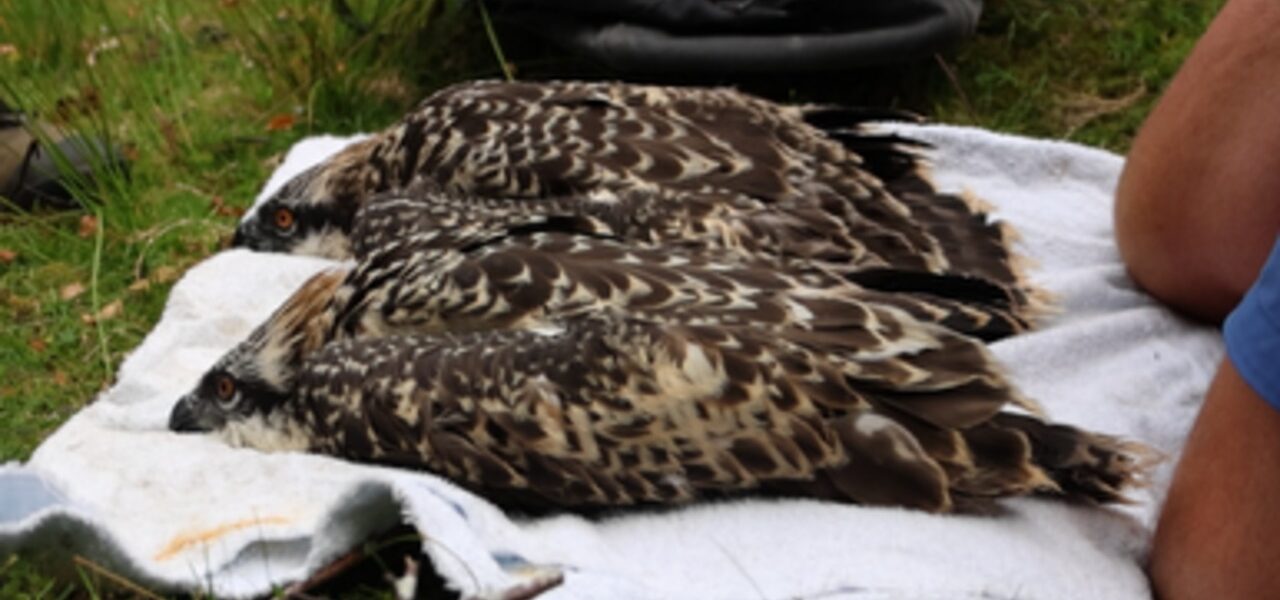 Historic Milestone: Two Osprey Chicks Born on Anglesey