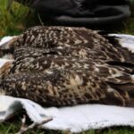 Historic Milestone: Two Osprey Chicks Born on Anglesey