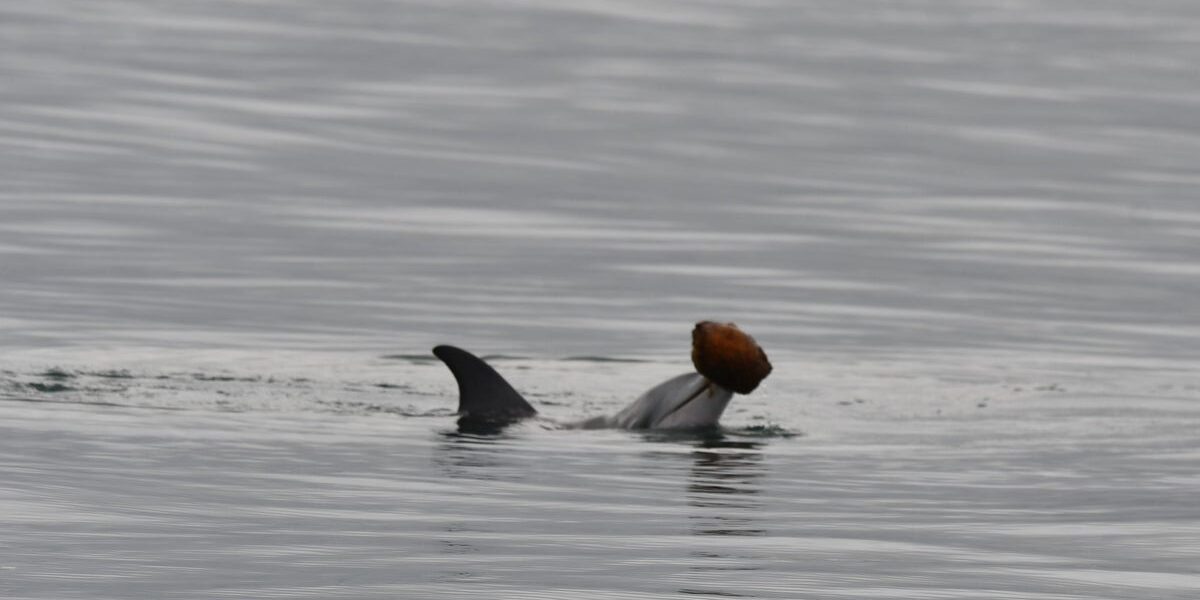 Rare Dolphin Hunting Technique Using Seashells Captured on Camera