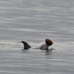 Rare Dolphin Hunting Technique Using Seashells Captured on Camera Rare Dolphin Hunting Technique Using Seashells Captured on Camera