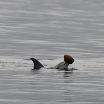 Rare Dolphin Hunting Technique Using Seashells Captured on Camera Rare Dolphin Hunting Technique Using Seashells Captured on Camera