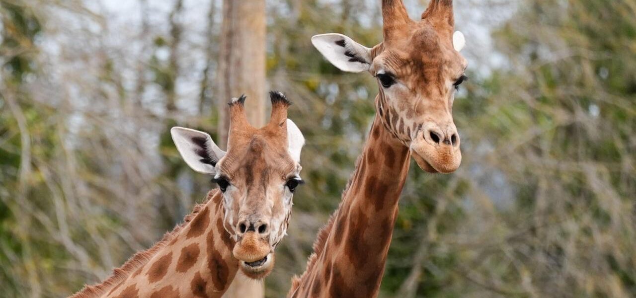 Twycross Zoo Calls for New Laws Amid Rising Conservation Costs
