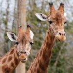 Twycross Zoo Calls for New Laws Amid Rising Conservation Costs Twycross Zoo Calls for New Laws Amid Rising Conservation Costs