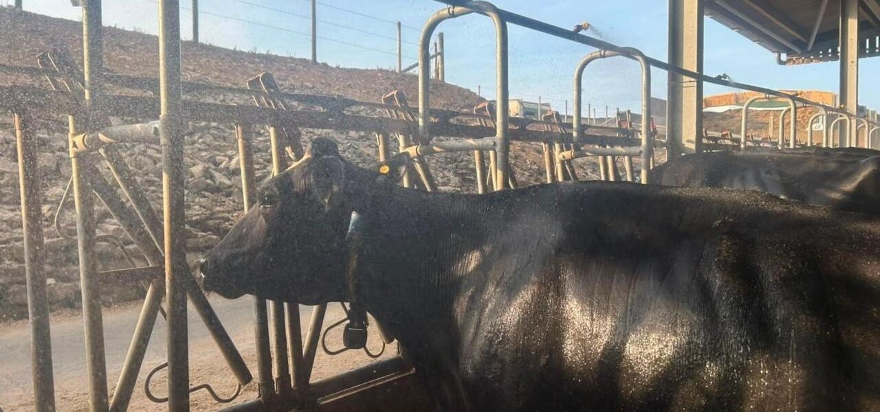 Dairy Farmers Employ Cow Showers and Fans to Combat Heat Impact on Milk Production Dairy Farmers Employ Cow Showers and Fans to Combat Heat Impact on Milk Production