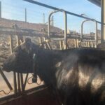 Dairy Farmers Employ Cow Showers and Fans to Combat Heat Impact on Milk Production Dairy Farmers Employ Cow Showers and Fans to Combat Heat Impact on Milk Production