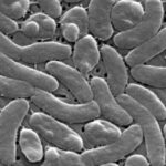 Global Alert: Vibrio vulnificus Infections Surge Worldwide