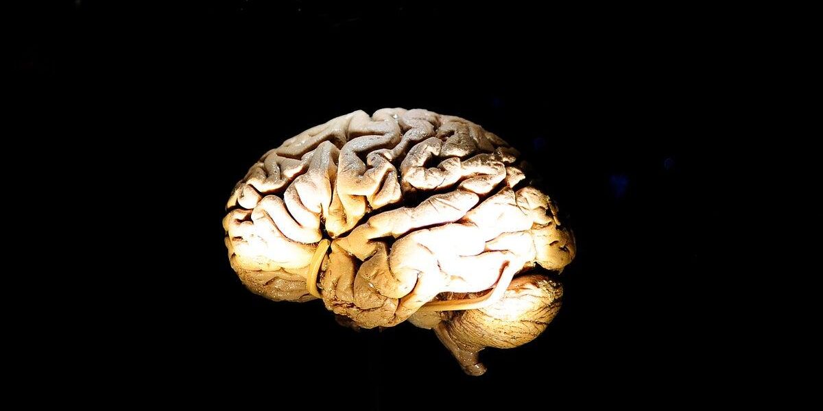 Innovative Study Uses Fruit Flies to Explore Memory Retrieval and False Memory Formation