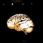 Innovative Study Uses Fruit Flies to Explore Memory Retrieval and False Memory Formation