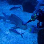 US Scientists Use Sharks to Enhance Hurricane Prediction Accuracy