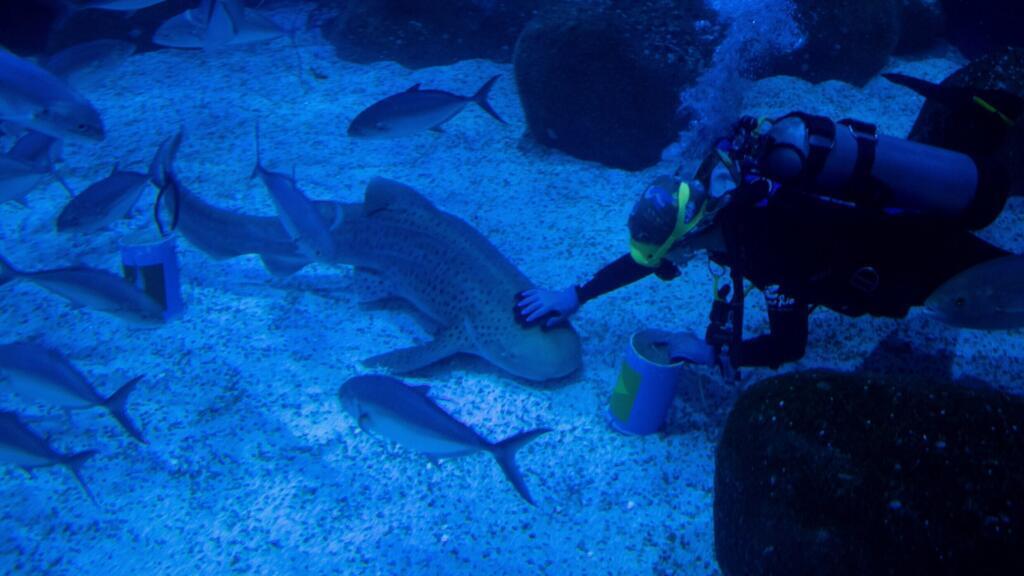 US Scientists Use Sharks to Enhance Hurricane Prediction Accuracy US Scientists Use Sharks to Enhance Hurricane Prediction Accuracy