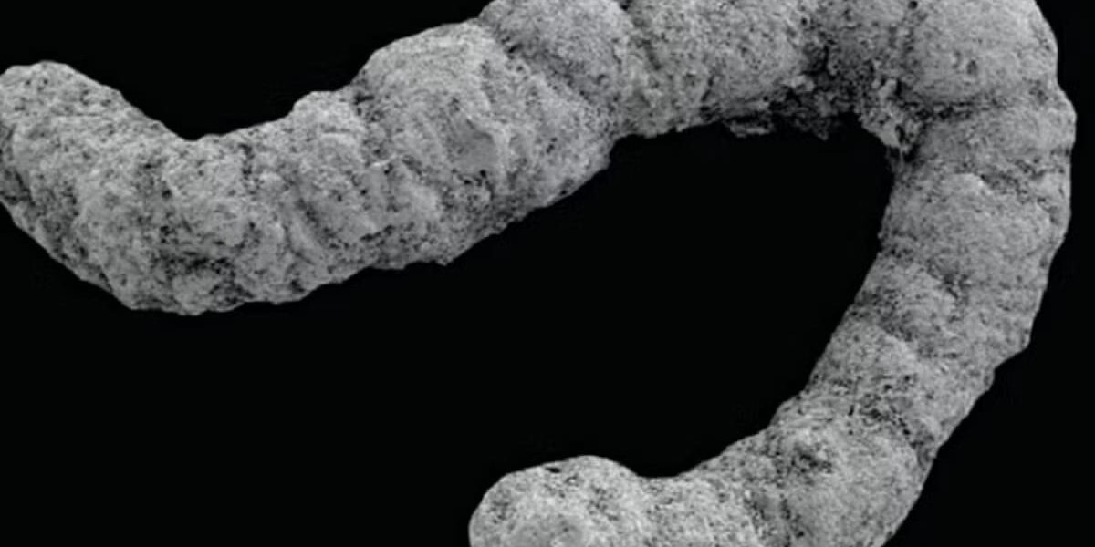 New Research Links Animal Feces to Cambrian Explosion New Research Links Animal Feces to Cambrian Explosion