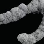 New Research Links Animal Feces to Cambrian Explosion New Research Links Animal Feces to Cambrian Explosion