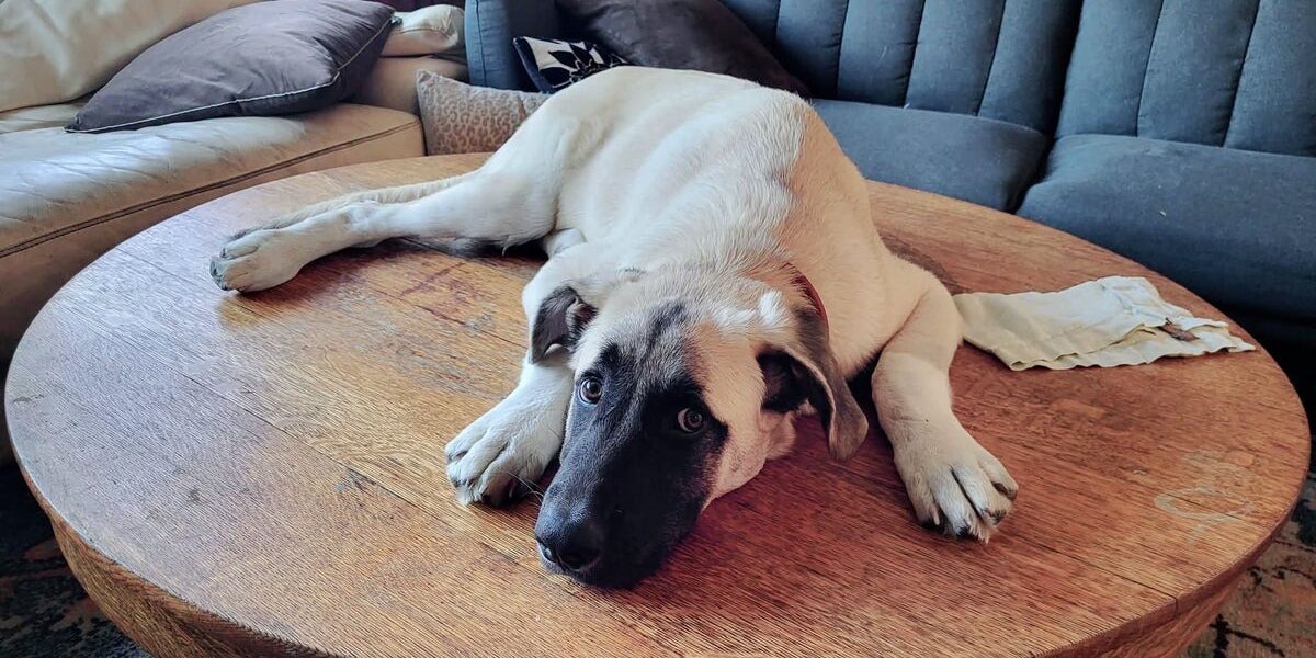 California Dog Euthanized Despite Supreme Court Appeal California Dog Euthanized Despite Supreme Court Appeal