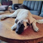 California Dog Euthanized Despite Supreme Court Appeal California Dog Euthanized Despite Supreme Court Appeal