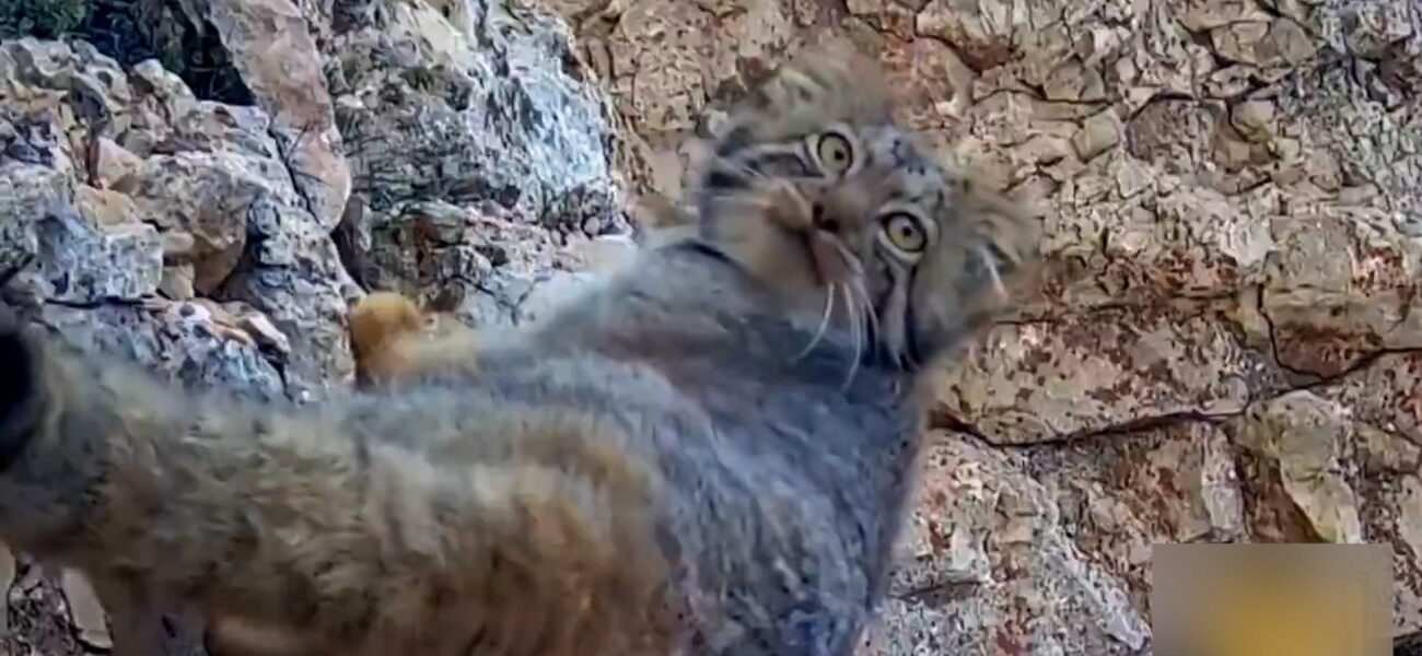 Rare Pallas’s Cat Sighted in Northern Iran Mountains