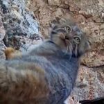 Rare Pallas’s Cat Sighted in Northern Iran Mountains Rare Pallas’s Cat Sighted in Northern Iran Mountains