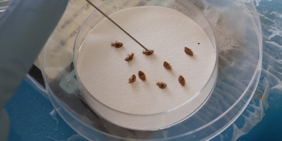 Surge in Bedbug Infestations Poses New Health Risks Surge in Bedbug Infestations Poses New Health Risks