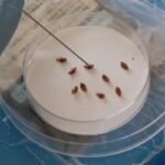 Surge in Bedbug Infestations Poses New Health Risks Surge in Bedbug Infestations Poses New Health Risks