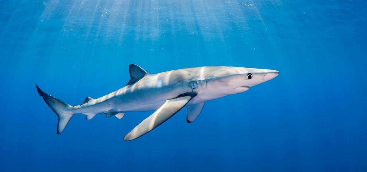 Fisherman Bitten by Blue Shark Off County Waterford Coast Fisherman Bitten by Blue Shark Off County Waterford Coast
