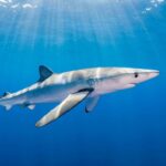 Fisherman Bitten by Blue Shark Off County Waterford Coast