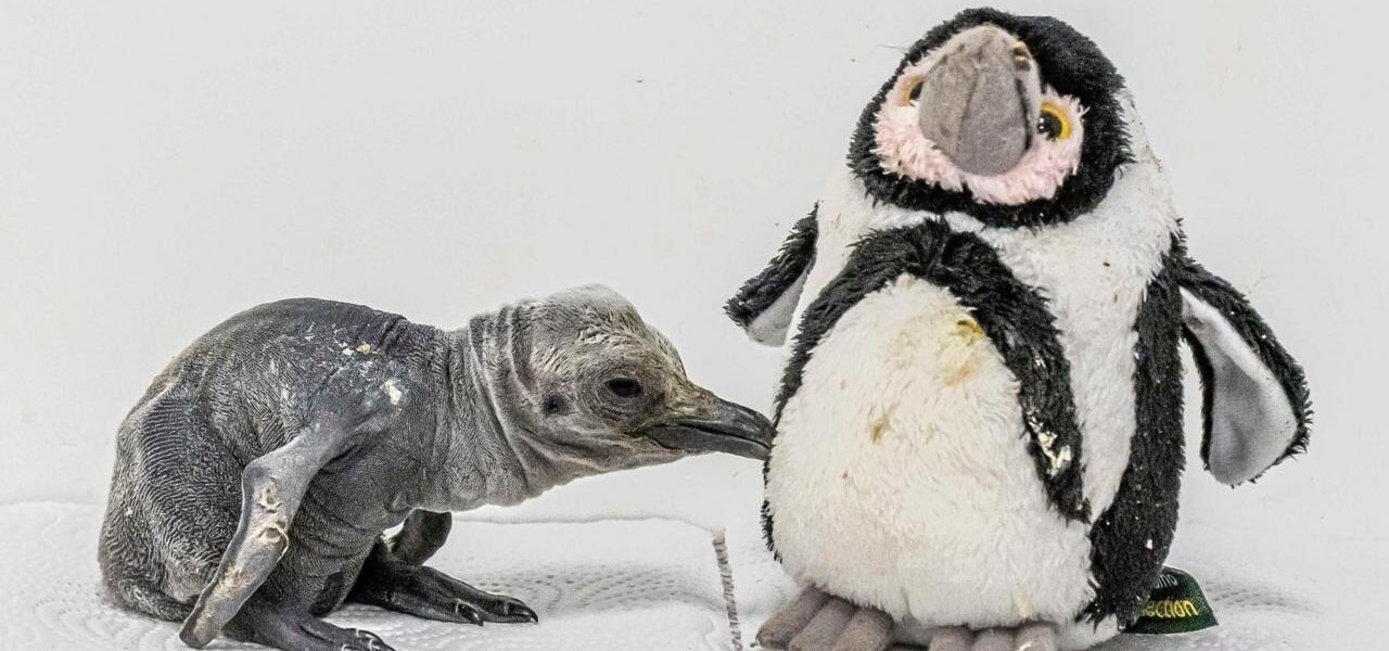 Rare King Penguin Chick Hatches Amid UK Heatwave Rare King Penguin Chick Hatches Amid UK Heatwave