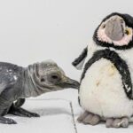 Rare King Penguin Chick Hatches Amid UK Heatwave Rare King Penguin Chick Hatches Amid UK Heatwave