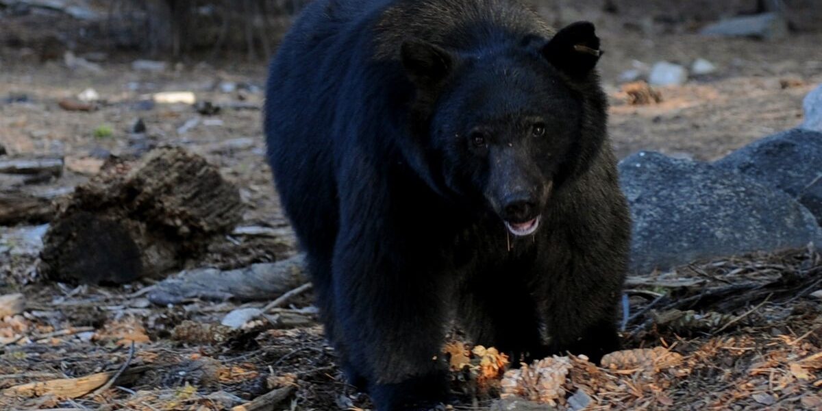 Kentucky Resident’s KFC Dinner Stolen by Intruding Bear Kentucky Resident’s KFC Dinner Stolen by Intruding Bear