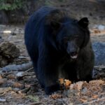 Kentucky Resident’s KFC Dinner Stolen by Intruding Bear