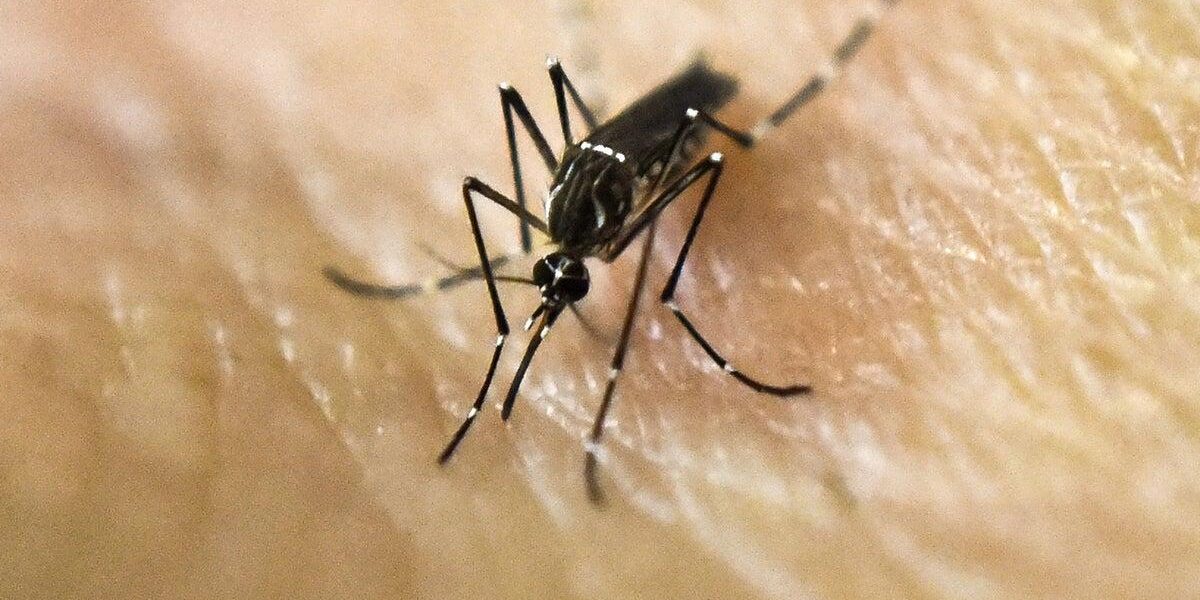 Dengue Fever Surges in US States Amid Rising Mosquito Activity Dengue Fever Surges in US States Amid Rising Mosquito Activity