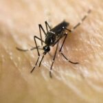 Dengue Fever Surges in US States Amid Rising Mosquito Activity Dengue Fever Surges in US States Amid Rising Mosquito Activity