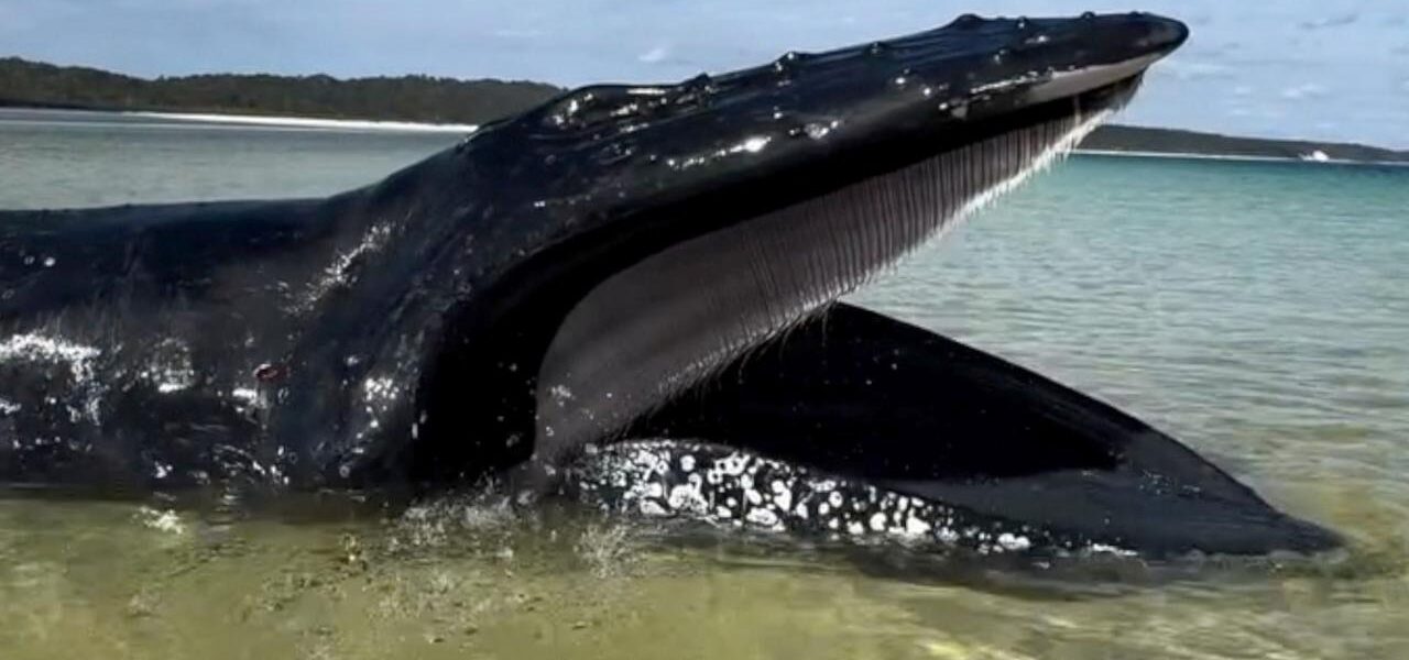 Young Girl Discovers Stranded Humpback Whale on Australian Beach Young Girl Discovers Stranded Humpback Whale on Australian Beach